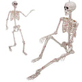 Life Size Posable Skeleton L991