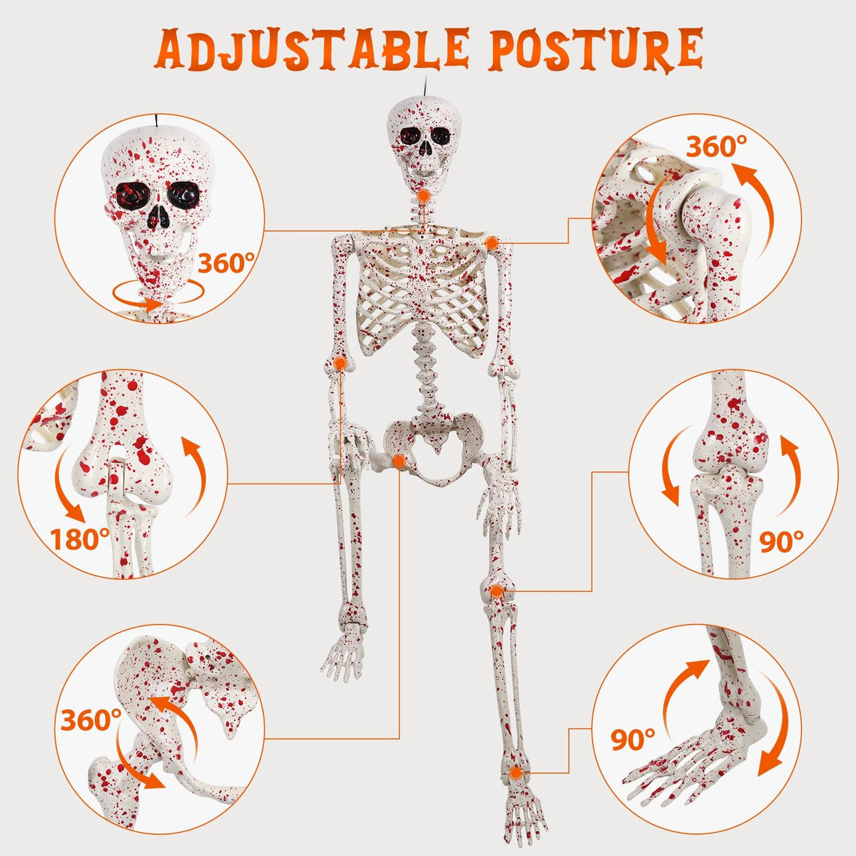 Life Size Posable Skeleton L991