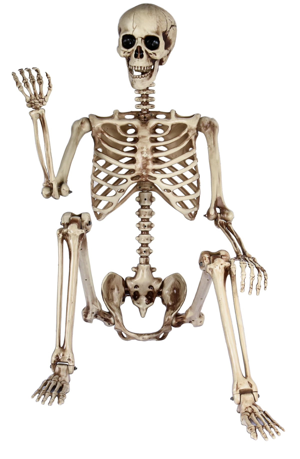 5.4ft Poseable Life Size Skeleton S165771