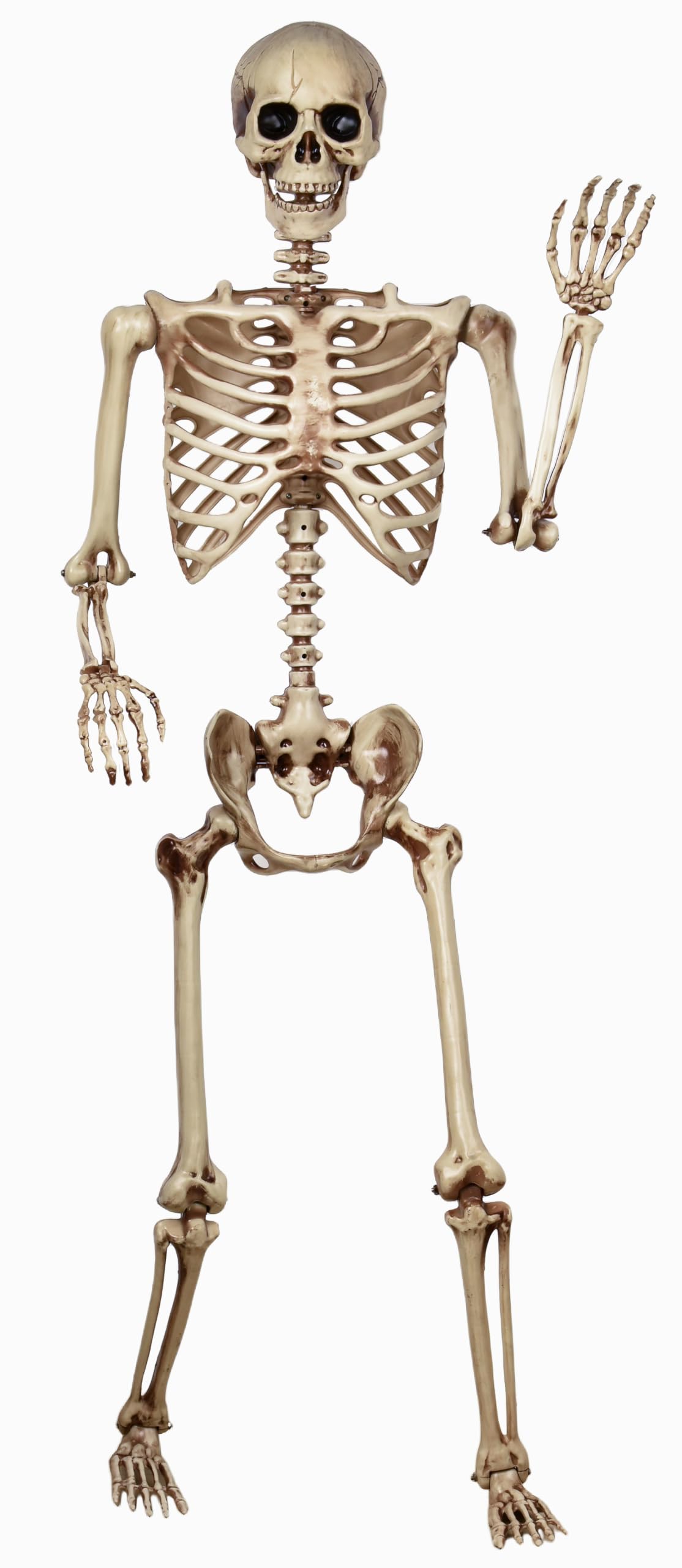 5.4ft Poseable Life Size Skeleton S165771