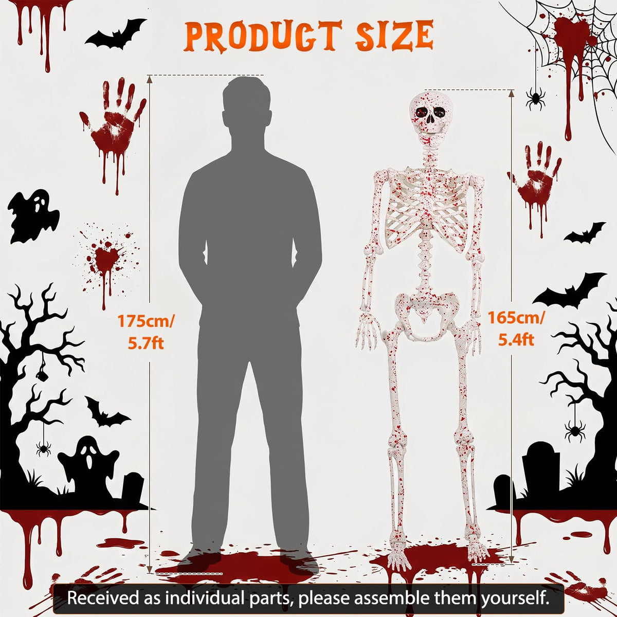 Life Size Posable Skeleton L991