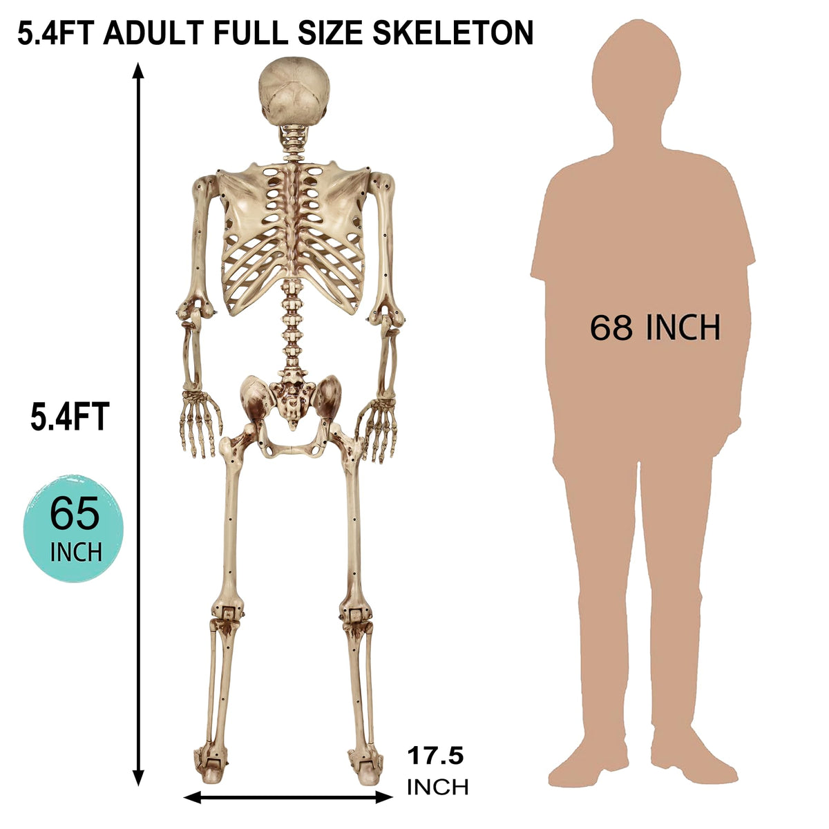 5.4ft Poseable Life Size Skeleton S165771
